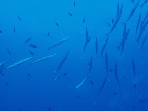 Baracuda 1