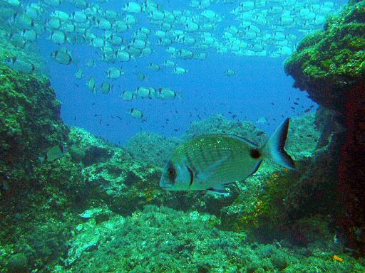 Fisch 3