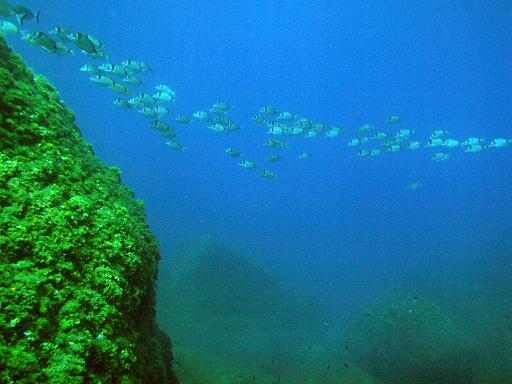 Fisch 4