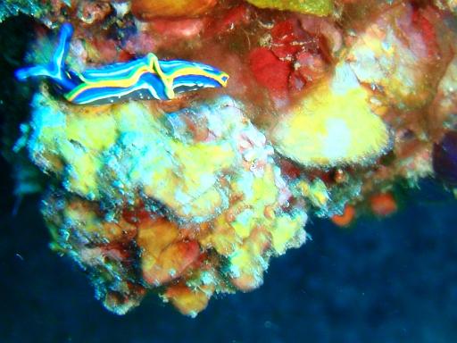 Nacktschnecke 1