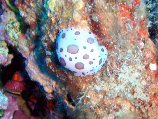 Nacktschnecke 2