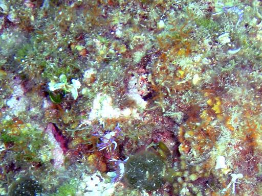 Nacktschnecke 5