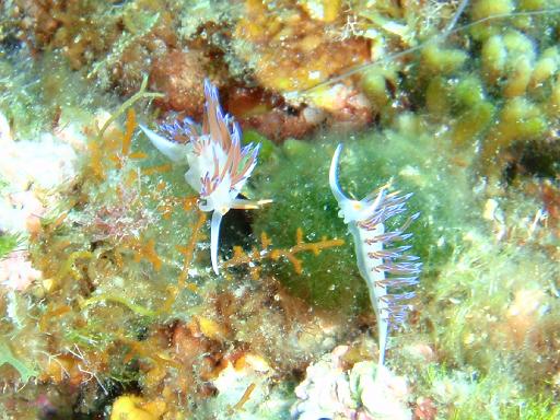 Nacktschnecke 7
