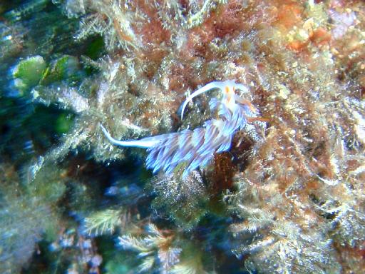 Nacktschnecke 8