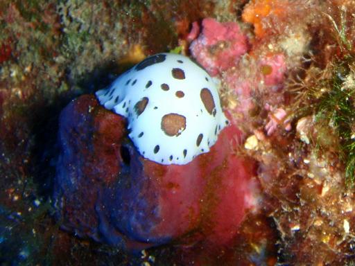 Nacktschnecke 9
