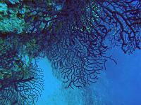 Gorgonienwald 2