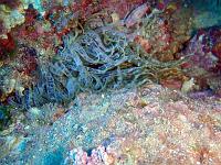 Keulenanemone