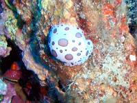 Nacktschnecke 2