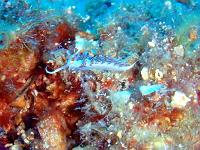 Nacktschnecke 3
