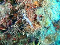 Nacktschnecke 4