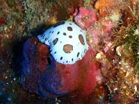 Nacktschnecke 9